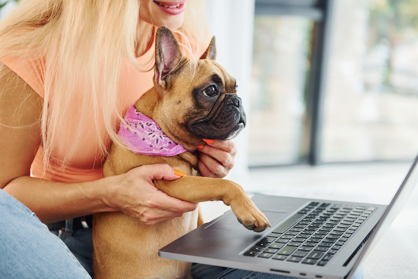 online pet store financing